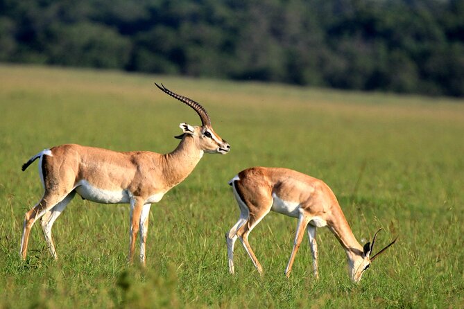 10 -Days Best of Kenya and Tanzania Classic Safari - Ngorongoro Crater: The 670m Descent Day for Lions, Rhino, and Grazers