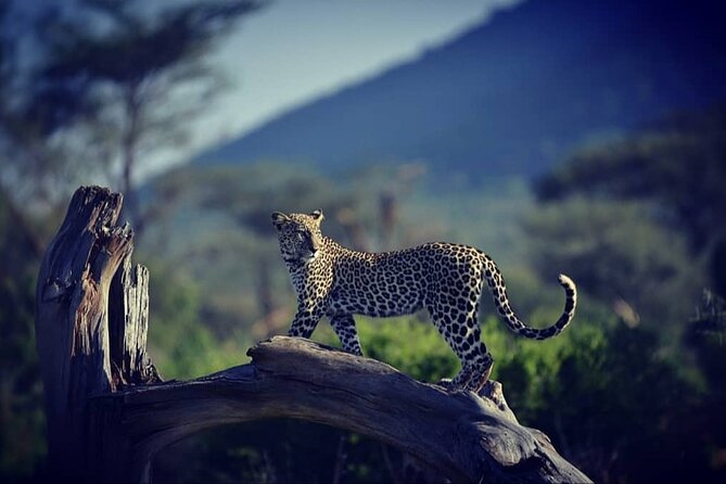 10 -Days Best of Kenya and Tanzania Classic Safari - Full-Day Maasai Mara Game Drive: Big Five Chances and Mara River Lunch
