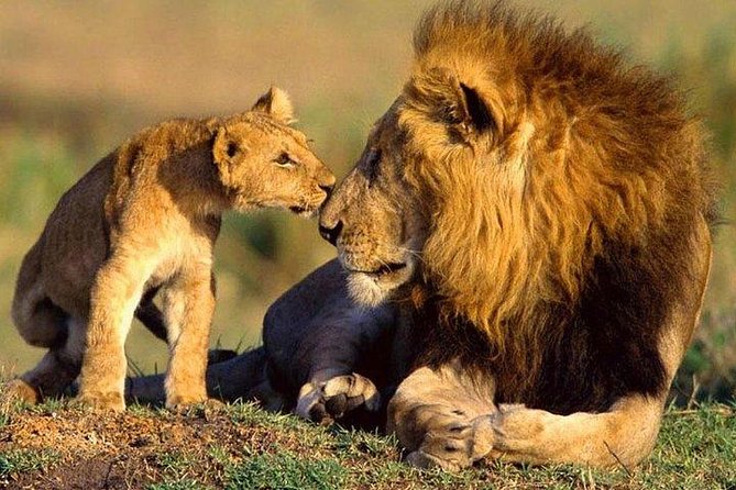 10-Days Explore Kenya Wildlife Private Safari - How the days usually feel: early drives, long sits, and smart packing