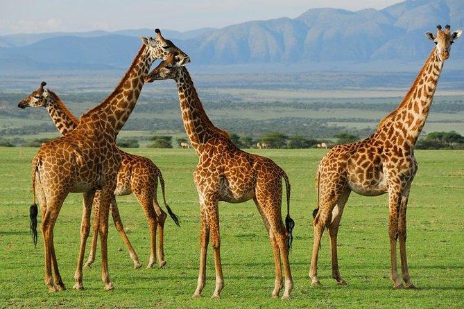 10-Days Explore Kenya Wildlife Private Safari - Lake Nakuru National Park and Rift Valley viewpoints: where scenery meets animals