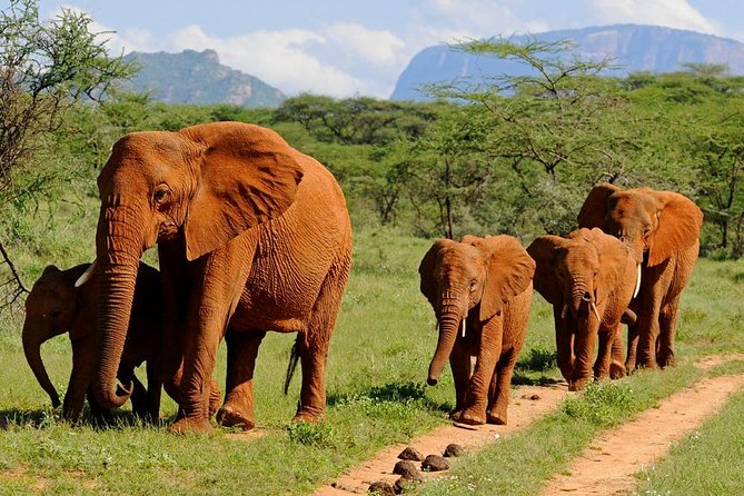 10-Days Kenya Wildlife Private Safari and Mombasa Diani Beach Holidays - Diani Beach and Mombasa days: leisure that lets you choose your pace
