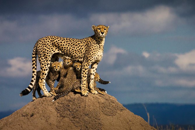 10-Days Kenya Wildlife Private Safari and Mombasa Diani Beach Holidays - How to get better sightings with less stress