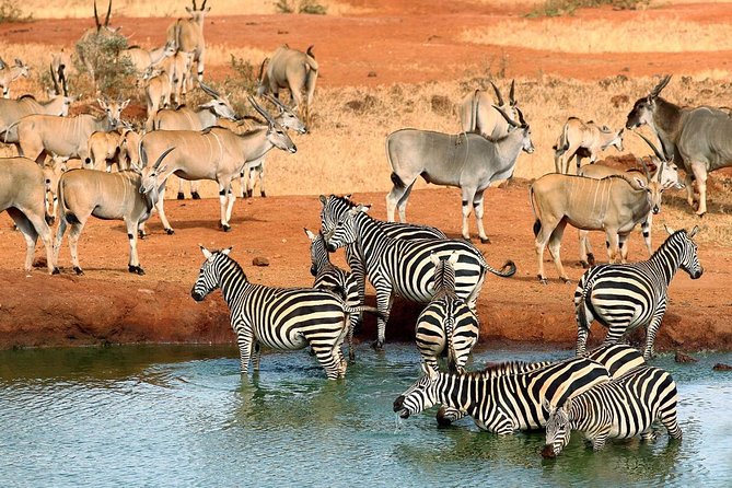 10-Days Kenya Wildlife Private Safari and Mombasa Diani Beach Holidays - Nairobi night one: settling in near Safari Club by Swiss-Belhotel