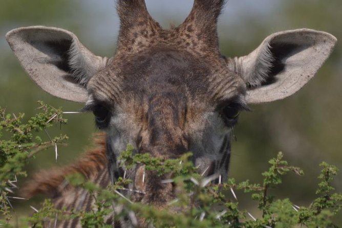 10 Days Migration Luxury Safari - Key highlights worth packing your expectations around