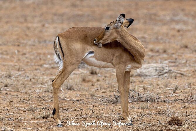 11-Day Serengeti, Maasai Mara, Tarangire, Amboseli Park - Key highlights you’ll feel on the road