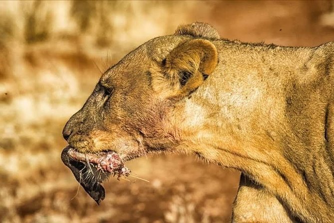 11-Day Serengeti, Maasai Mara, Tarangire, Amboseli Park - From Nairobi pickup to Rift Valley views and your first Mara day
