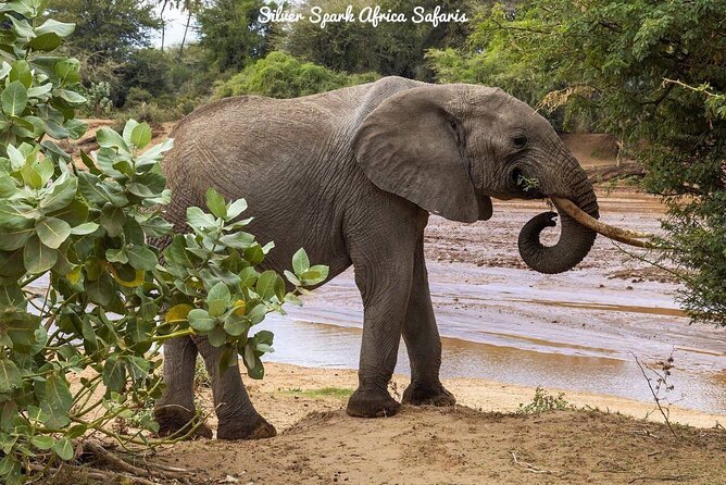 11-Day Serengeti, Maasai Mara, Tarangire, Amboseli Park - Amboseli: Mount Kilimanjaro views and elephant-heavy marsh time