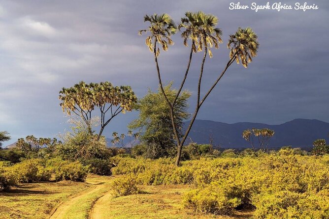 11-Day Serengeti, Maasai Mara, Tarangire, Amboseli Park - Tarangire: baobabs, birds, and wildlife during the dry season