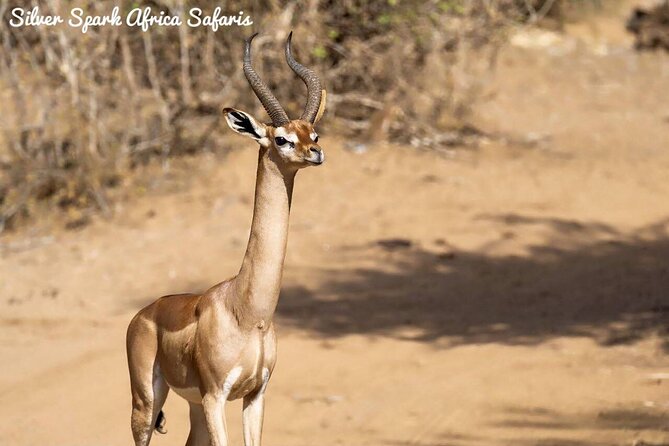 11-Day Serengeti, Maasai Mara, Tarangire, Amboseli Park - Serengeti open plains: two long game-drive days in the same world