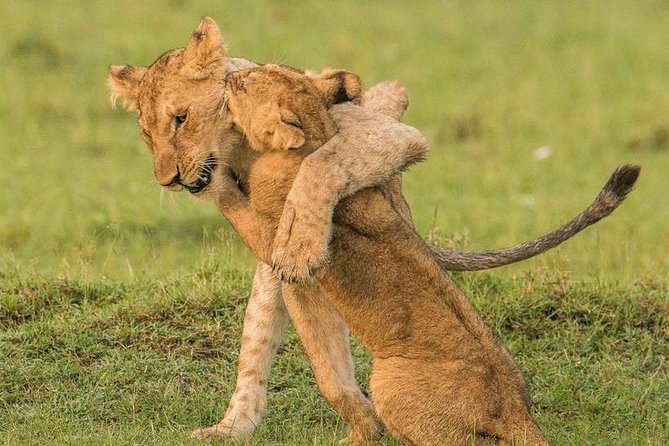 11-Days Best of Kenya & Tanzania Big 5 Safari on a 4x4 Jeep - Maasai Mara: Mara River hours that wildlife photographers love