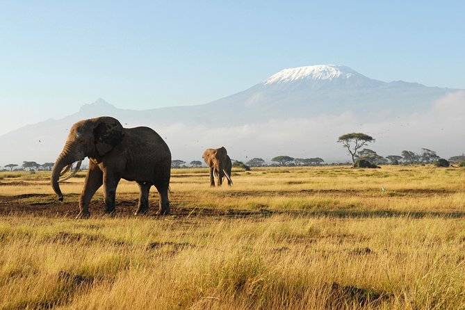 11-Days Best of Kenya & Tanzania Big 5 Safari on a 4x4 Jeep - Serengeti after the border: early hunters and wide plains