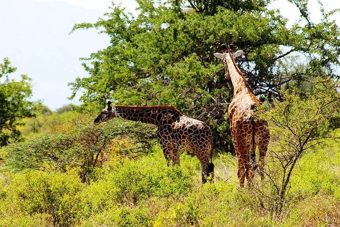 11-Days Best of Kenya & Tanzania Big 5 Safari on a 4x4 Jeep - Ngorongoro crater: picnic lunch and crater-floor realism