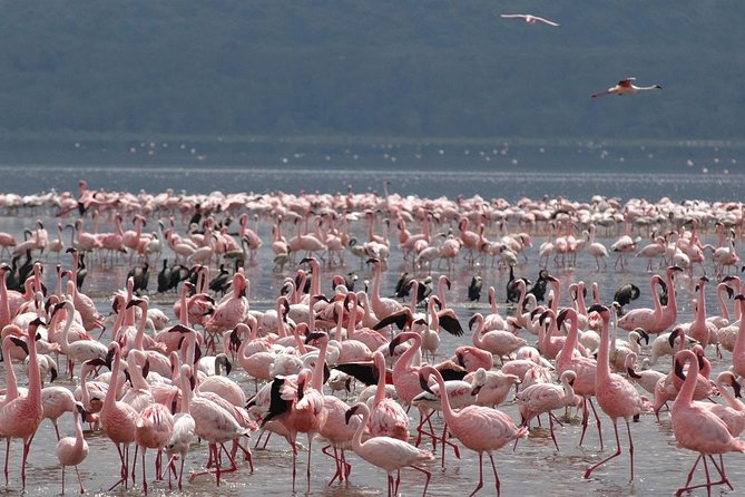 11-Days Best of Kenya & Tanzania Big 5 Safari on a 4x4 Jeep - Lake Manyara to Arusha, then Nairobi airport wrap-up