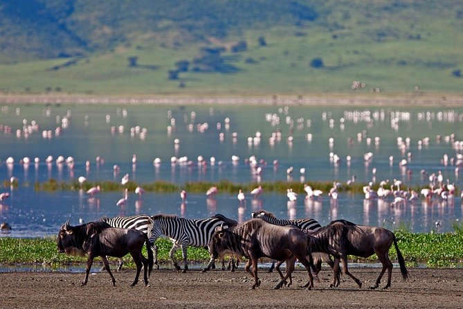11-Days Best of Kenya & Tanzania Big 5 Safari on a 4x4 Jeep - Lake Nakuru and the rare black rhino target