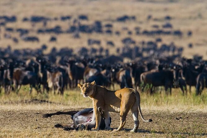 11 Days Guided Group Safari in Kenya And Tanzania - Key things that make this safari a smart pick