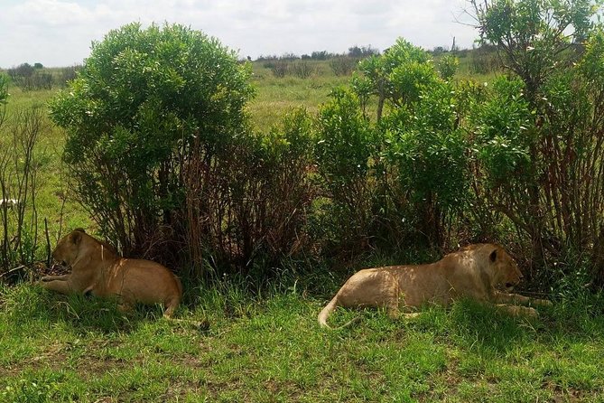 11 Days Guided Group Safari in Kenya And Tanzania - Arusha Transition and What Changes When You Cross into Tanzania