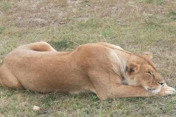 11 Days Guided Group Safari in Kenya And Tanzania - Lake Manyara: Tree-Climbing Lions and Flamingo Flocks