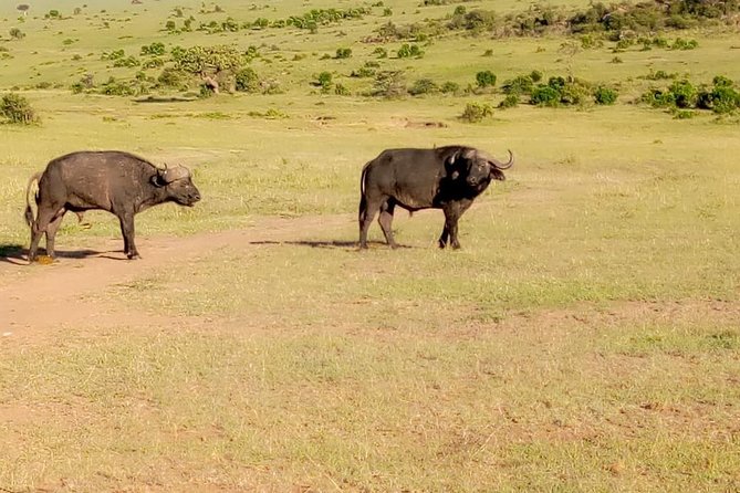 11 Days Guided Group Safari in Kenya And Tanzania - Ngorongoro Crater Descent: The Big Day With the Picnic Break