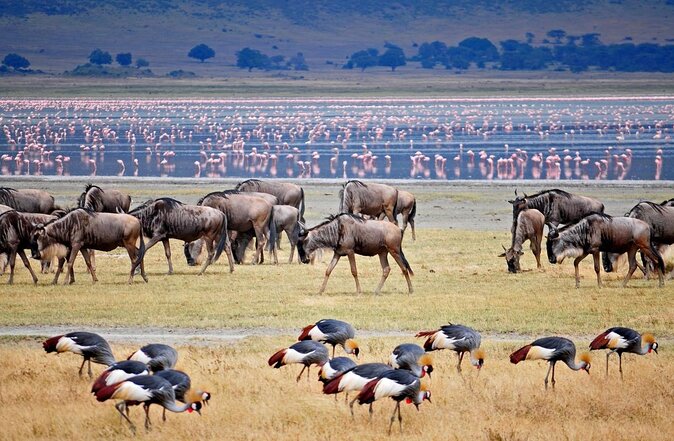 11 Days Guided Group Safari in Kenya And Tanzania - Serengeti and Olduvai Gorge Museum Stop for the Evolution Story