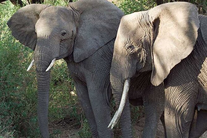 11 Days Guided Group Safari in Kenya And Tanzania - Arusha and Nairobi Wrap-Up Without Extra Travel Panic
