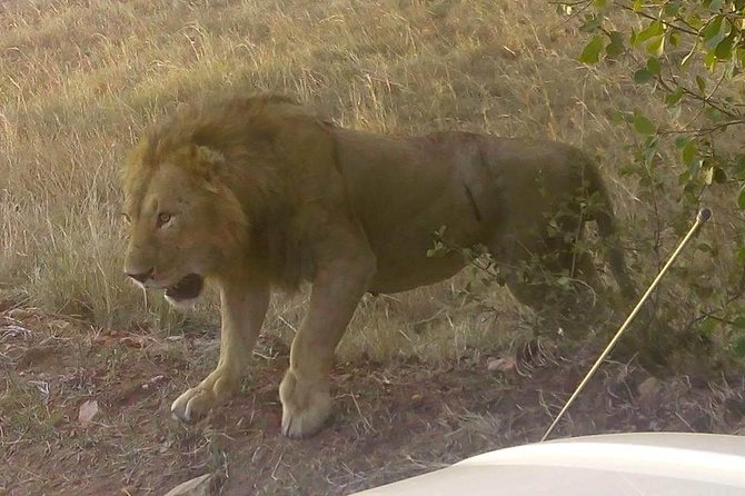 11 Days Guided Group Safari in Kenya And Tanzania - Amboseli: Elephants, Hippo Swamps, and Kilimanjaro If the Weather Plays Nice