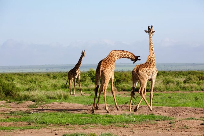 11 Days Private Tour to Explore Amboseli and Samburu - Hellsgate to Maasai Mara: Walking, Cycling, and the Mara’s Herd Power