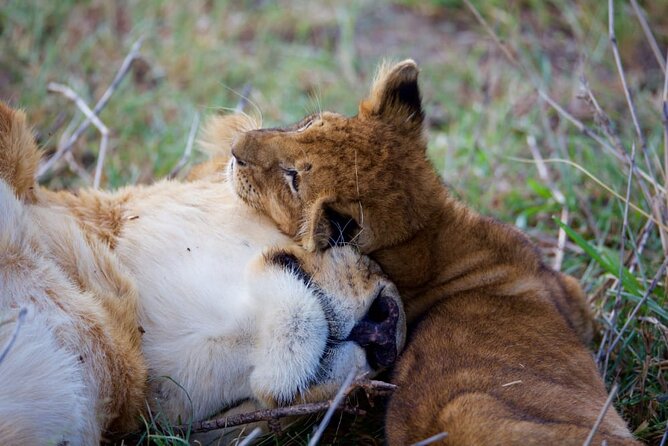 11 Days Private Tour to Explore Amboseli and Samburu - Tsavo East National Park: Big Five Odds and the Green Line of the Galana River
