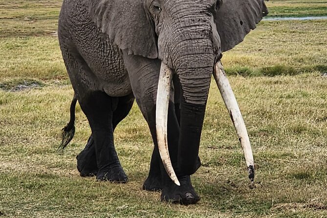 11 Days Private Tour to Explore Amboseli and Samburu - Lake Naivasha and the Equator Stop: Birds, Water, and a Boat Ride Option