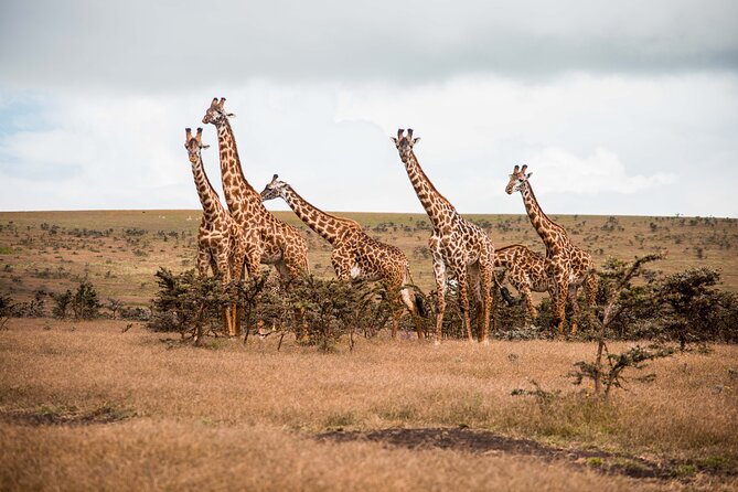 12 Days Best Of Kenya and Tanzania Safari - Luxury - Nairobi First Day: Comfort, Orientation, and a Low-Stress Start