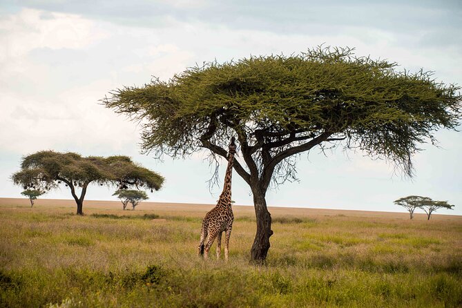 12 Days Best Of Kenya and Tanzania Safari - Luxury - Maasai Mara Serena Lodge: Migration-Season Dreams, Sunset Drives Every Day
