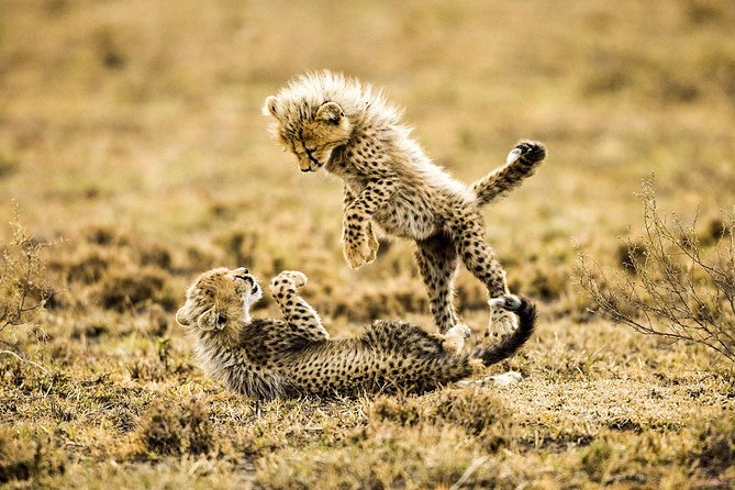 12 Days Best Of Kenya and Tanzania Safari - Luxury - Crossing Into Serengeti: Border Admin, Then Game Drive Momentum