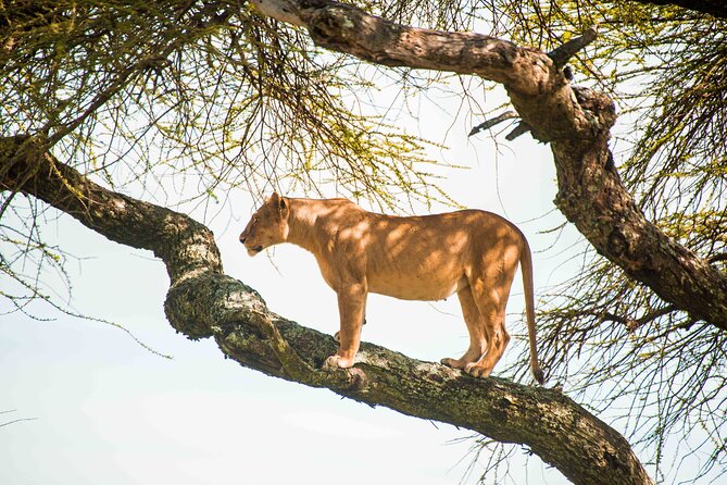 12 Days Best Of Kenya and Tanzania Safari - Luxury - Serengeti Days: More Wildlife Time, Less Backtracking