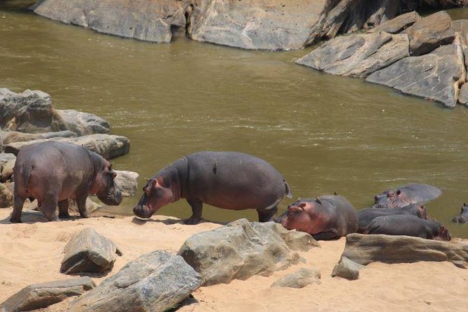 12 Days Kenya and Tanzania Budget Private Safari from Nairobi - Nairobi start: a quick transfer and a smart first orientation