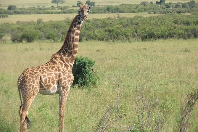 12 Days Kenya and Tanzania Budget Private Safari from Nairobi - Serengeti via Isebania: border processing, your Tanzanian team, and private cooking