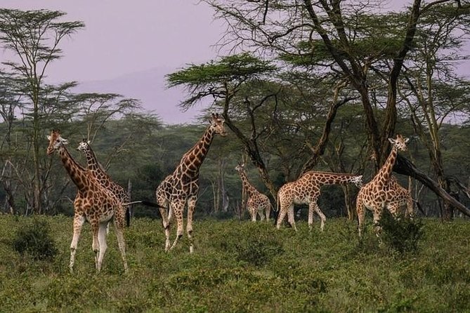 12 Days Kenya & Tanzania Safari Private Lodge Safari from Nairobi - A private Kenya-to-Tanzania route that reduces stress