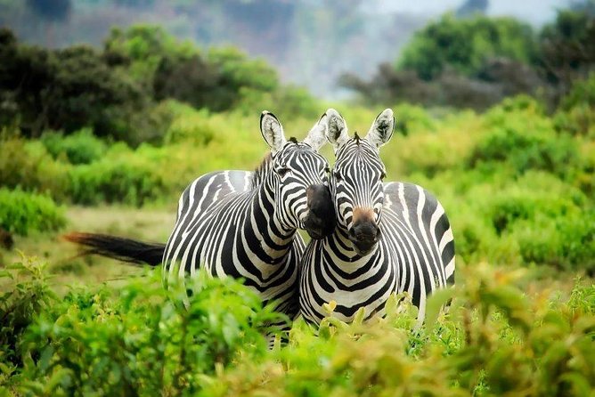 12 Days Kenya Tanzania wildlife Joining Tour - Key Highlights You’ll Actually Feel on the Trip