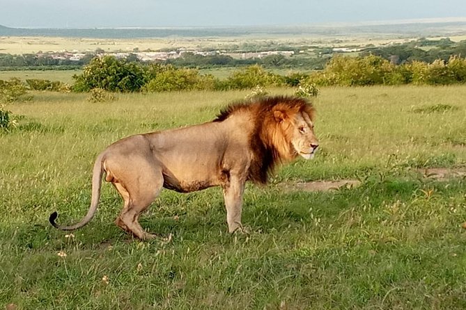 12 Days Samburu Ol-pejeta lake Nakuru Masai Mara lake Naivasha Amboseli safari - The big picture: a smart Kenya circuit, not just one park