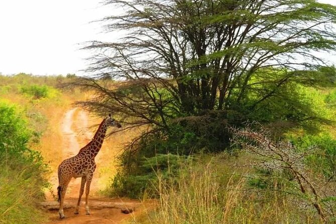 12 Days Samburu Ol-pejeta lake Nakuru Masai Mara lake Naivasha Amboseli safari - Ol Pejeta Conservancy: conservation that supports real encounters