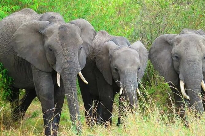 12 Days Samburu Ol-pejeta lake Nakuru Masai Mara lake Naivasha Amboseli safari - Maasai Mara: two full safari days and a real shot at the Big Five