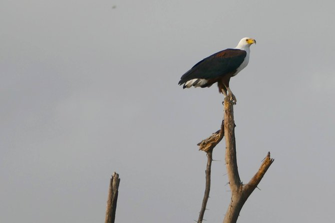 12 Days Samburu Ol-pejeta lake Nakuru Masai Mara lake Naivasha Amboseli safari - Lake Naivasha: calmer water, early drive, and optional boat time