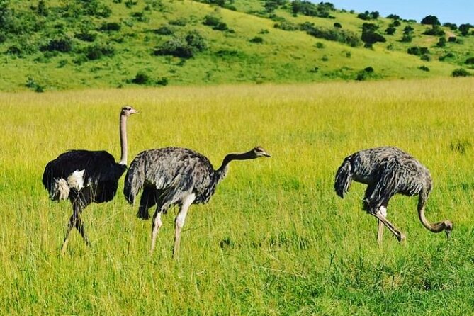 12 Days Samburu Ol-pejeta lake Nakuru Masai Mara lake Naivasha Amboseli safari - Crater Lake Game Sanctuary: a walking morning with up-close moments