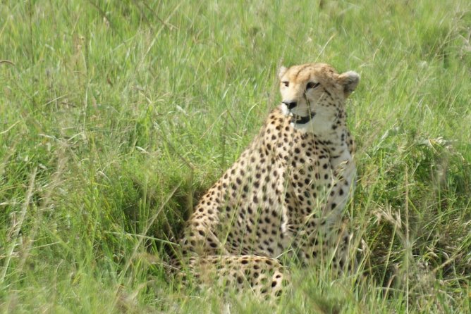 12 Days Samburu Ol-pejeta lake Nakuru Masai Mara lake Naivasha Amboseli safari - Nairobi start: get oriented without feeling rushed