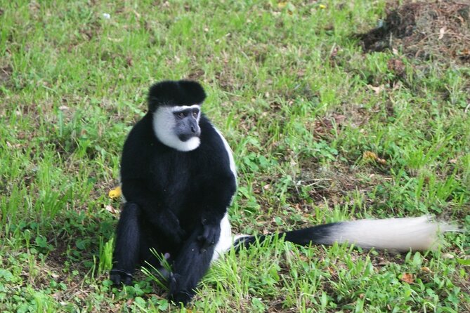 12 Days wildebeest migration Masai Mara Nakuru Uganda gorilla trekking safari - Two big beats, one tight East Africa route