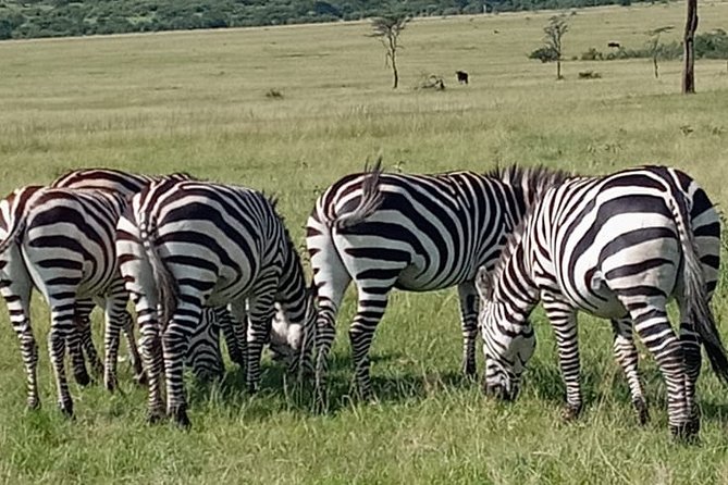 12 Days wildebeest migration Masai Mara Nakuru Uganda gorilla trekking safari - Batwa Cultural Heritage on Day 8: community walk or canoe time