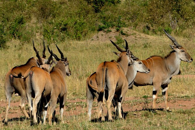 12 Days wildebeest migration Masai Mara Nakuru Uganda gorilla trekking safari - Mgahinga gorilla trekking on Day 9: the main event, and it takes effort