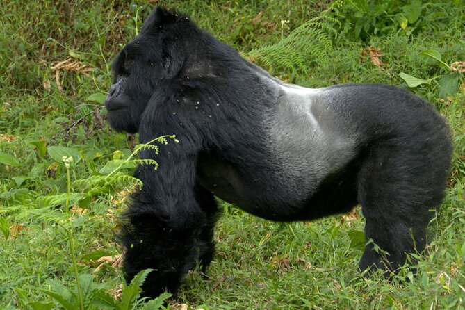 12 Days wildebeest migration Masai Mara Nakuru Uganda gorilla trekking safari - Day 1 in Kenya, get set for the first long wildlife morning