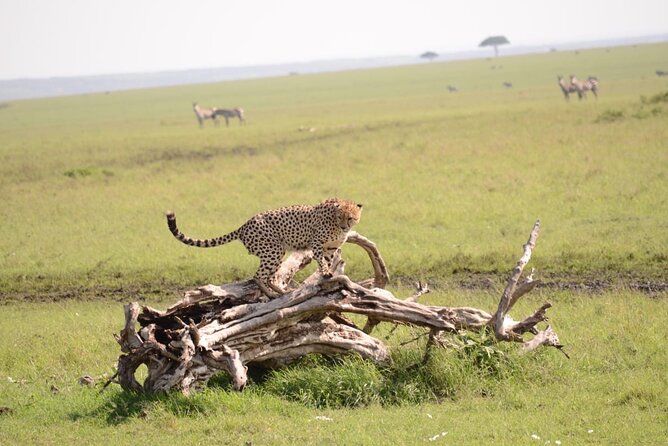 13-Day Private Wildlife Safari Tour of Kenya and Tanzania - Price and Logistics, Explained Like a Friend
