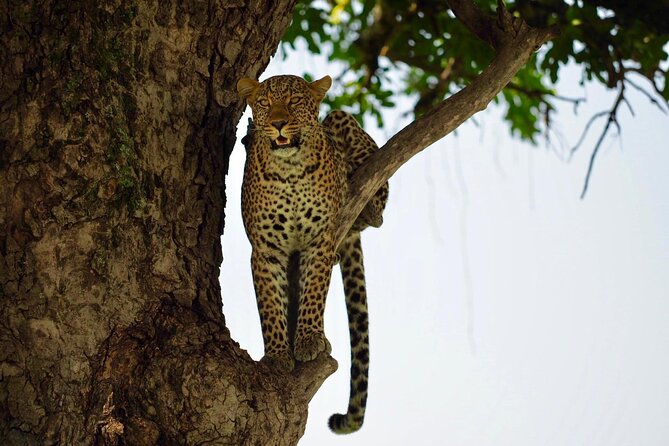 13-Day Private Wildlife Safari Tour of Kenya and Tanzania - Guides and Organization: The Human Part That Makes Safari Feel Easy