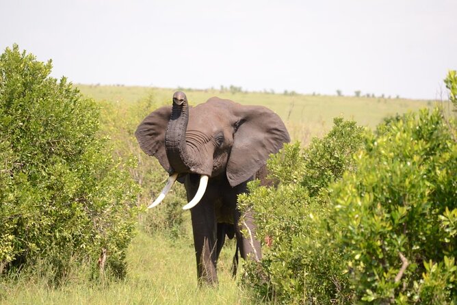 13-Day Private Wildlife Safari Tour of Kenya and Tanzania - Practical Packing and Timing Notes for 13 Days