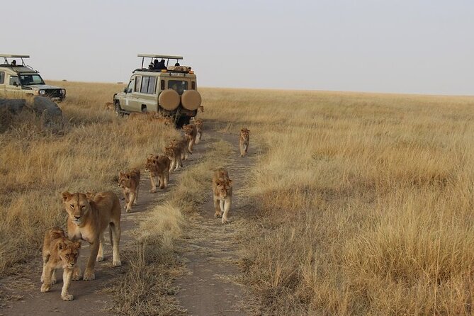 13-Day Private Wildlife Safari Tour of Kenya and Tanzania - Comfort on Safari: Lodges, Tented Camps, and Realistic Expectations